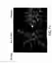 Fig. 74 - Isoforms of eIF-5A: senescence-induced eLF5A; wounding-induced eIF-4A; growth eIF-5A; and DHS