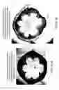 Fig. 95 - Isoforms of eIF-5A: senescence-induced eLF5A; wounding-induced eIF-4A; growth eIF-5A; and DHS
