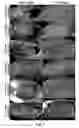 Fig. 02 - Methods for increasing the frequency of apomixis expression in angiosperms