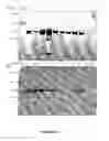 Fig. 22 - Vectors and methods for immunization against norovirus using transgenic plants