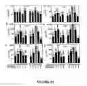 Fig. 33 - Vectors and methods for immunization against norovirus using transgenic plants
