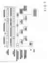 Fig. 08 - Sheet-fed offset rotary printing press