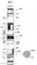 Fig. 03 - System for connecting downhole tools
