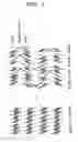 Fig. 03 - Antiferroelectric liquid crystal and its manufacturing method