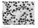 Fig. 01 - PREPARATION OF CAPSULES