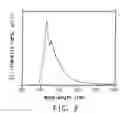 Fig. 04 - Soluble poly(aryl-oxadiazole) conjugated polymers