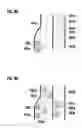 Fig. 09 - Vehicular communications apparatus and method