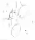 Fig. 08 - Spectacle set with weldingless bridge