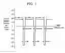 Fig. 02 - Method of making printed circuit board with electroplated conductive through holes and board resulting therefrom