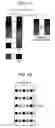 Fig. 29 - Image processing apparatus and method, recording medium, and program thereof