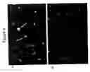 Fig. 05 - Perturbed membrane-binding compounds and methods of using the same