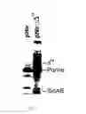 Fig. 06 - Method to genetate non virulent microorganisms from pathogenic ones through permanent genetic modification of their biological membrane for vaccine production