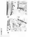 Fig. 23 - Method of reducing angiogenesis