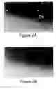 Fig. 05 - Differentiation of specialized dermal and epidermal cells into neuronal cells