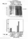 Fig. 09 - Methods for diagnosing and treating autoimmune disease