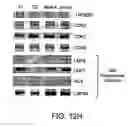 Fig. 28 - Methods for diagnosing and treating autoimmune disease