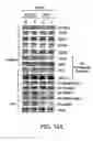 Fig. 33 - Methods for diagnosing and treating autoimmune disease