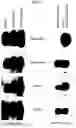 Fig. 09 - HEH4 molecules and uses thereof