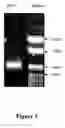 Fig. 02 - Compositions for reducing virus infection rate in aquatic crustaceans and applications thereof
