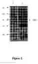 Fig. 03 - Compositions for reducing virus infection rate in aquatic crustaceans and applications thereof