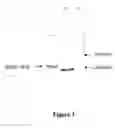 Fig. 04 - Compositions for reducing virus infection rate in aquatic crustaceans and applications thereof