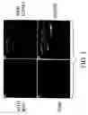 Fig. 02 - Interrupting the interaction of intercellular adhesion molecule-1 and respiratory syncytial virus for prevention and treatment of infection