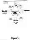 Fig. 02 - Method and composition for producing a cellular allogeneic vaccine