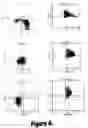 Fig. 07 - Method and composition for producing a cellular allogeneic vaccine