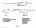 Fig. 02 - Synthetic conjugate of CpG DNA and T-help/CTL peptide
