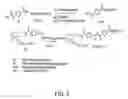 Fig. 04 - Synthetic conjugate of CpG DNA and T-help/CTL peptide