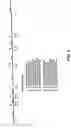 Fig. 04 - Recombinant RSV virus expression systems and vaccines