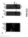 Fig. 07 - Recombinant RSV virus expression systems and vaccines