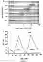 Fig. 02 - HIV-encoded chemoattractant