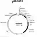 Fig. 01 - Multi plasmid system for the production of influenza virus