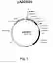 Fig. 02 - Multi plasmid system for the production of influenza virus
