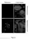 Fig. 03 - Multi plasmid system for the production of influenza virus