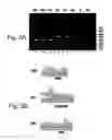 Fig. 06 - Multi plasmid system for the production of influenza virus