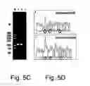 Fig. 07 - Multi plasmid system for the production of influenza virus