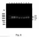 Fig. 41 - Multi plasmid system for the production of influenza virus
