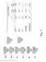 Fig. 44 - Multi plasmid system for the production of influenza virus