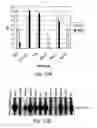 Fig. 45 - Multi plasmid system for the production of influenza virus