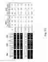 Fig. 46 - Multi plasmid system for the production of influenza virus