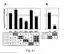 Fig. 55 - Multi plasmid system for the production of influenza virus