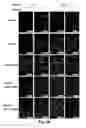 Fig. 70 - Multi plasmid system for the production of influenza virus