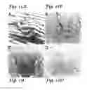 Fig. 16 - Prophylactic and therapeutic immunization against protozoan infection and disease