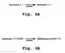 Fig. 04 - Compositions and dosage forms for enhanced absorption of metformin