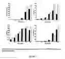 Fig. 06 - Pine cone extracts and uses thereof