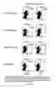 Fig. 09 - Pine cone extracts and uses thereof