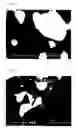 Fig. 02 - Silicon carbide based porous material and method for production thereof
