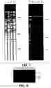 Fig. 10 - Cryopreservation of plant cells